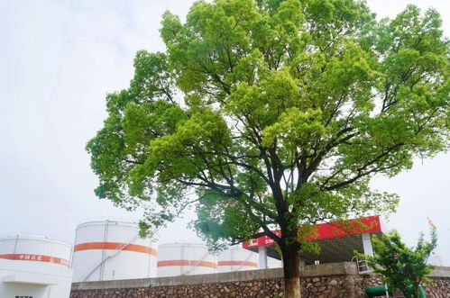 一吨汽车有多少铜管(一吨汽车中铜管含量的揭秘)