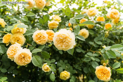 汽车线条尺寸是多少的(汽车线条尺寸的精确解析)