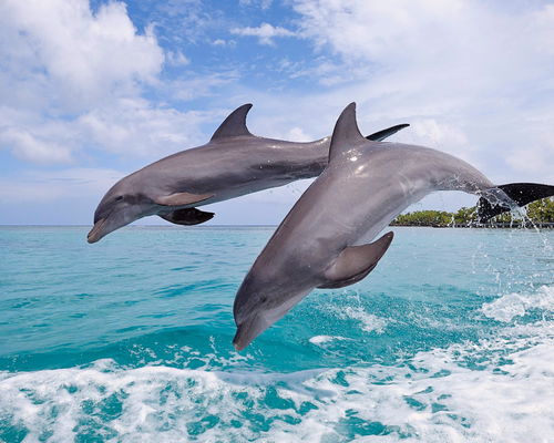 海豚汽车年生产多少台(海豚汽车年生产量揭秘)