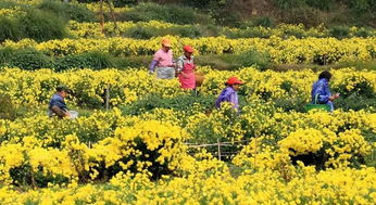 湖北红枫旅游节与考试后的深度反思，一次心灵的洗礼与成长之旅