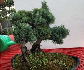 湖北房产项目黑松老桩简介