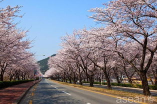 湖北樱花旅游，XS与X的价格对比与选择之道