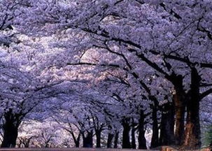 湖北樱花旅游，XS与X的价格对比与选择之道