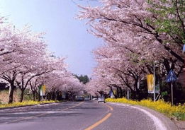 湖北樱花旅游，XS与X的价格对比与选择之道