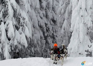 湖北仙桃旅游指南，探秘下雪的美景