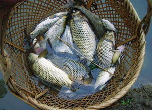 湖北鱼产量与价格解析，美食鱼究竟多少斤？
