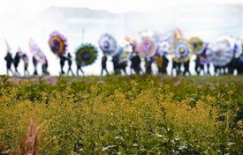 湖北黄陂泡桐旅游景点探秘，李集镇泡桐之旅