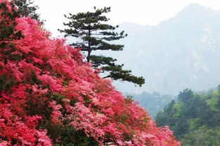 湖北黄陂泡桐旅游景点探秘，李集镇泡桐之旅
