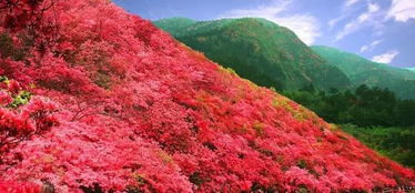 湖北黄陂泡桐旅游景点探秘，李集镇泡桐之旅