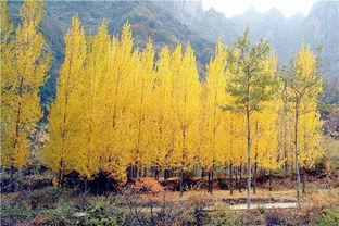 湖北美食与秋色风景的双重魅力，秋风起，品味湖北的独特韵味