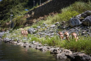 湖北恩施旅游深度体验，游后感想分享