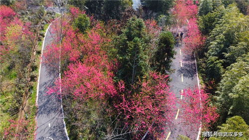 湖北花乡茶谷旅游,花乡茶谷旅游度假