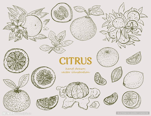 湖北美食插画手绘马克笔与简笔画探秘，湖北美食的生动描绘