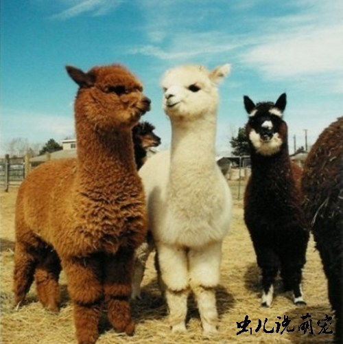 湖北羊驼旅游,羊驼在湖北能养吗