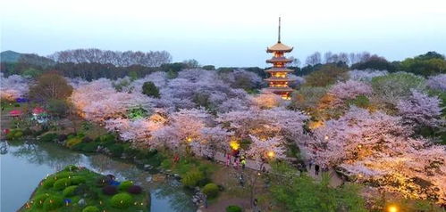 湖北绿林之旅，探寻武汉周边的自然美景
