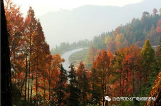 湖北枫林景点与集团探秘，自然美景与企业风采