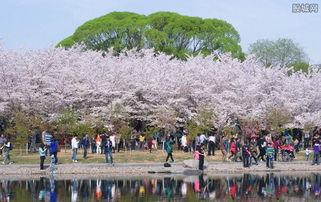 湖北武汉最佳旅游季节揭秘，哪个月份最适宜游览？