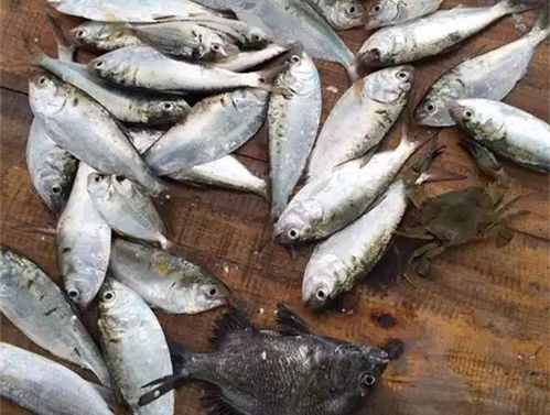 湖北胡子鲢美食探秘，鲢胡子鱼图片分享