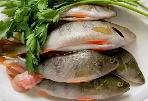 湖北美食鱼产量揭秘,大量鱼类品种与产量预估超多少斤? 湖北美食鱼产量揭秘,大量鱼类品种与产量预估超多少斤?