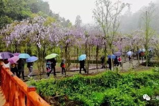 湖北宜都旅游攻略，探索宜都的必游景点