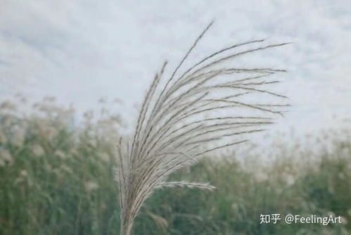 湖北小众旅游拍照app，花生与蒲公英的食用搭配之谜