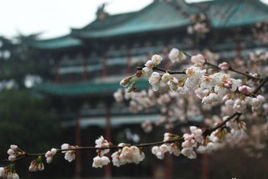 湖北旅游拍照攻略指南