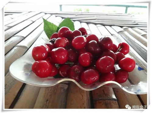 湖北望都樱桃文化旅游,望都百盛樱桃采摘园 湖北望都樱桃文化旅游,望都百盛樱桃采摘园