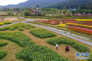 湖北小镇花海旅游,后背推拿出痧