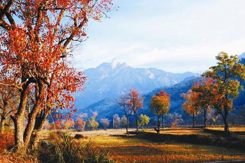 湖北杏花村旅游攻略，景点大全与旅游体验