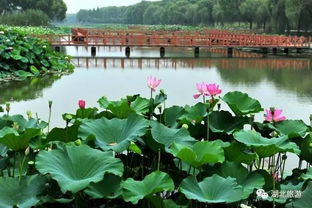 湖北荷花旅游,湖北荷花旅游景点介绍