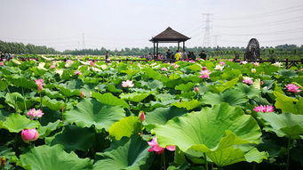 湖北荷花旅游,湖北荷花旅游景点介绍