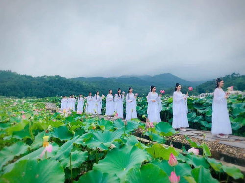 湖北荷花旅游,湖北荷花旅游景点介绍