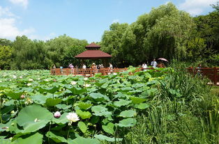 湖北洪湖荷花旅游美景一览