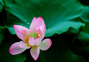 湖北洪湖荷花旅游美景一览