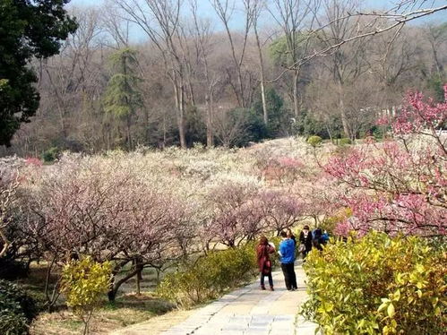 湖北梅花旅游，梅花谷美图欣赏