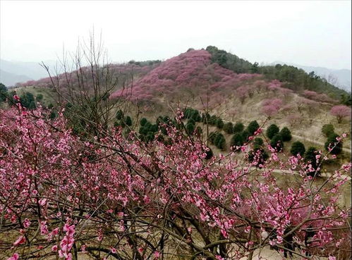 湖北梅花旅游，梅花谷美图欣赏