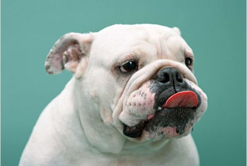 耶耶湖北美食与属马狗人的2021年运势解析