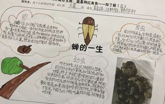 湖北美食探秘，手抄报图片全攻略