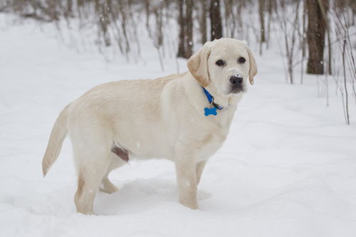 湖北适合带狗旅游的地方大盘点