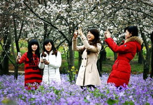 湖北赏花直播盛宴，旅游赏花视频在线播放
