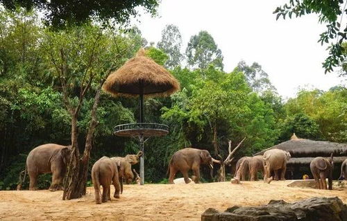 湖北旅游动物亲子游,湖北哪里有野生动物园