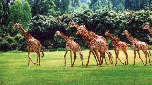 湖北旅游动物亲子游,湖北哪里有野生动物园