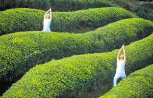 湖北伍家茶园之旅，探访伍家台茶叶基地，品味茶韵与自然的融合