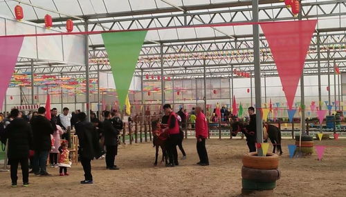 湖北赴三亚旅游确诊者康复归武汉，三亚治愈成果显成效