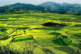 湖北的人去贵州旅游,湖北的人去贵州旅游好吗