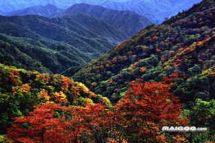 湖北秋季旅游好去处,湖北省适合秋天旅游的景点