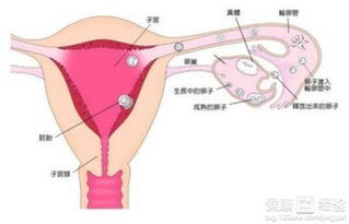 春节前湖北旅游与卵巢囊肿术后白细胞高的关联与注意事项