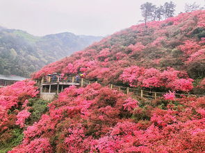 湖北黄陂旅游指南，最值得一去的景区推荐