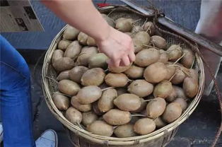 湖北美食探秘，田螺肉包子，美味与包装一览