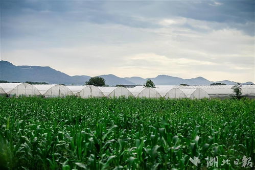 湖北大自然旅游,湖北大自然农业集团产品 湖北大自然旅游,湖北大自然农业集团产品